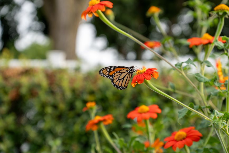 A streetlight in a boulevard garden.