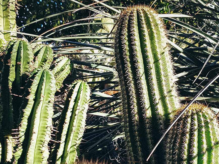 Cacti