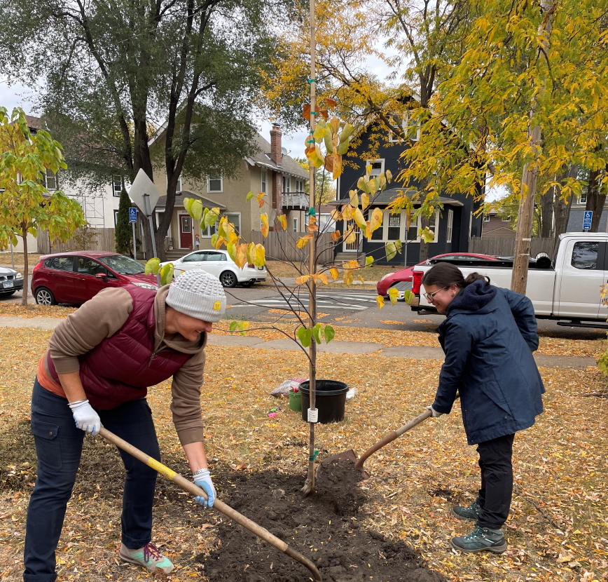 Two people planting a tree