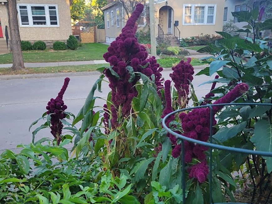 Flowers in a boulevard garden.