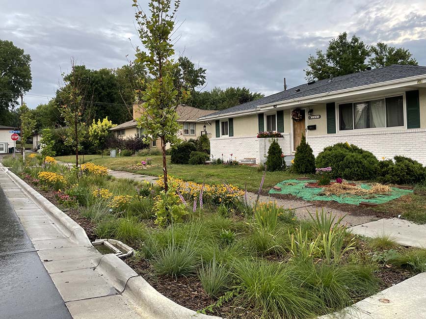 A rain garden in a boulevard in Minneapolis.