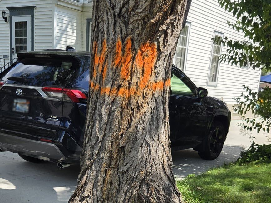 Tree marked with orange paint