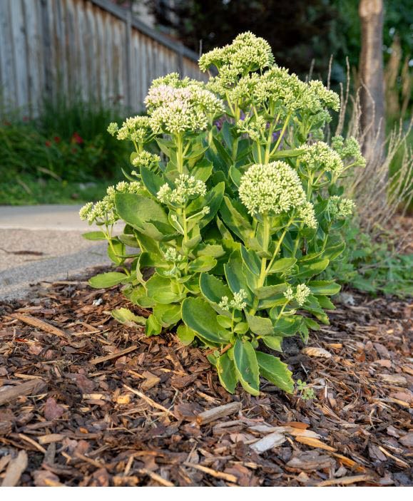 Plant with mulch in a boulevard garden