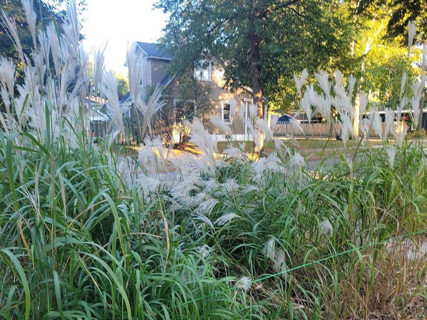 Plants in a boulevard garden.