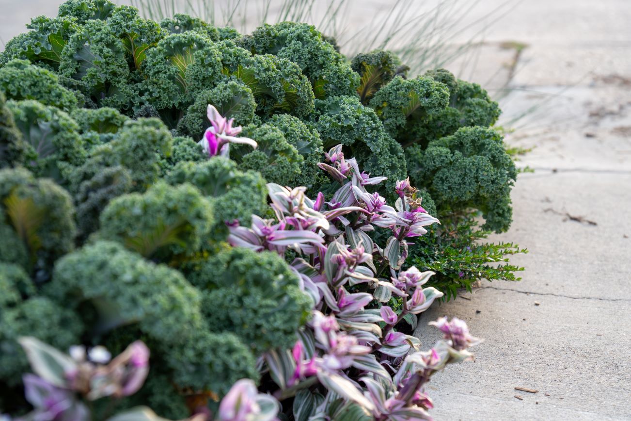 flowers in boulevard garden