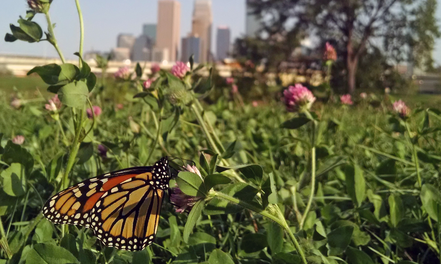 Monarch butterfly near downtown Minneapolis. Photo by Kyle Daly/USFWS.