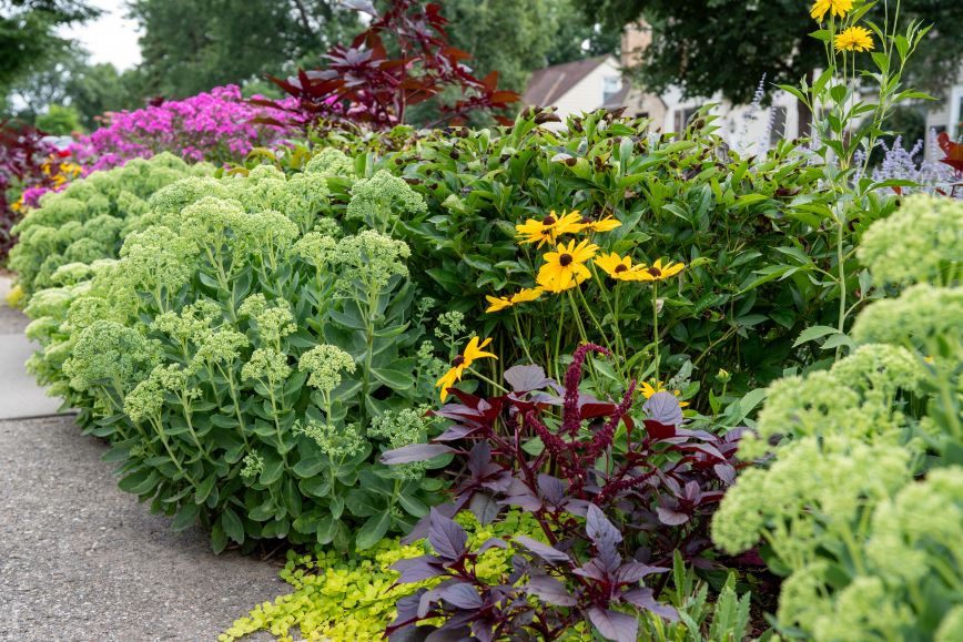 different plants and flowers in the boulevard garden